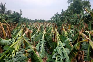 Thalavadi Hills