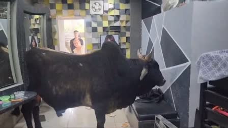 BULL REACHED 2ND FLOOR OF BUILDING