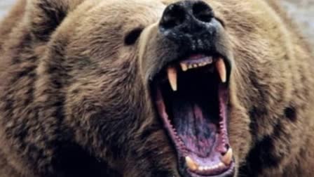 two-persons-injured-in-bear-attack-in-dooru-anantnag