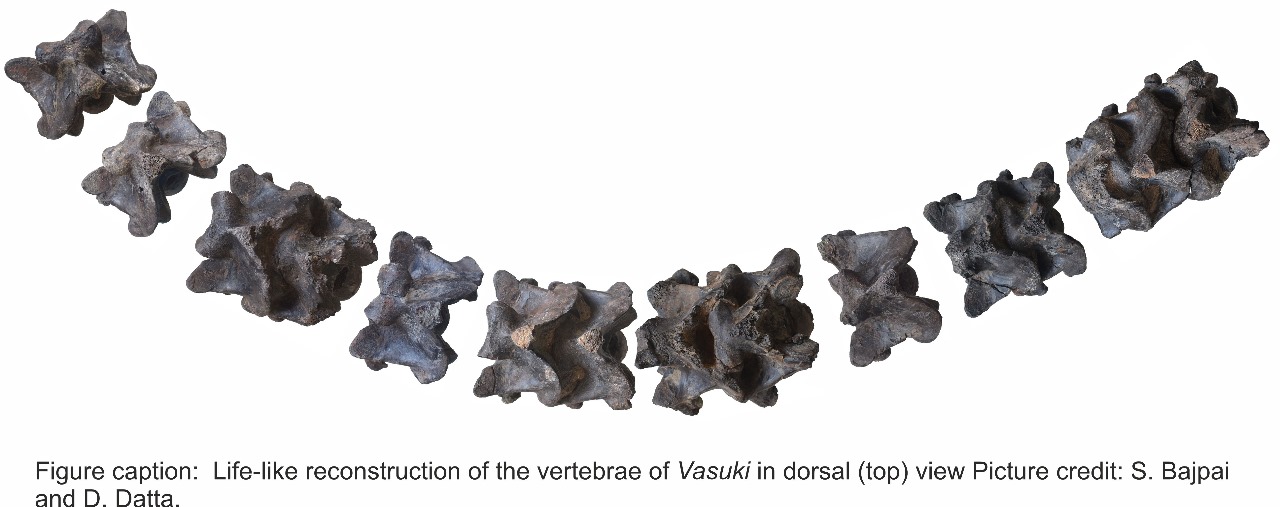 Vasuki Indicus fossil