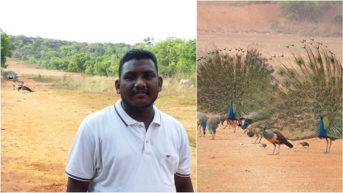 PEACOCK VALLY IN CUTTACK  KANHU BEHERA  ನವಿಲು ಪ್ರೇಮಿ  200ಕ್ಕೂ ನವಿಲುಗಳಿಗೆ ಆಹಾರ