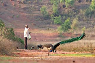 Late Panu Behera forged a bond with the peacocks decades ago