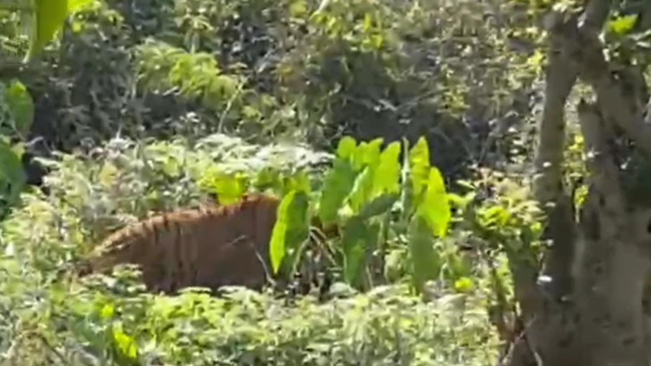 Ramnagar Tiger Tranquilize