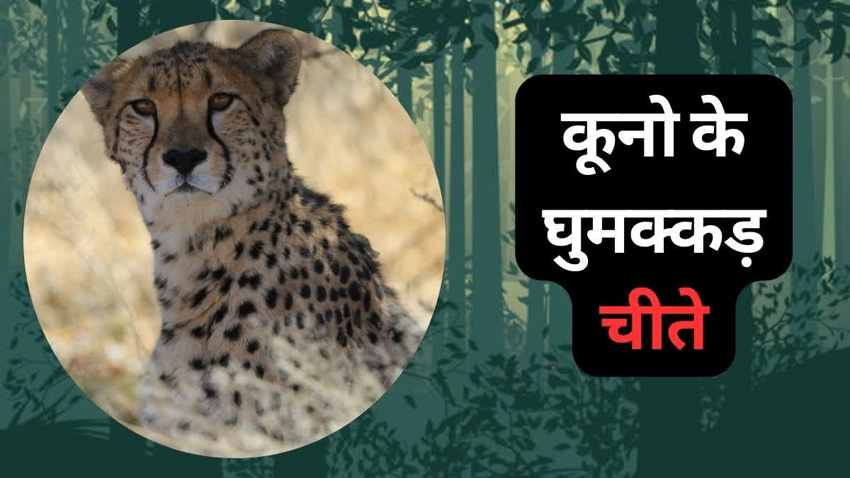 CHEETAH VEERA ESCAPED FROM KUNO