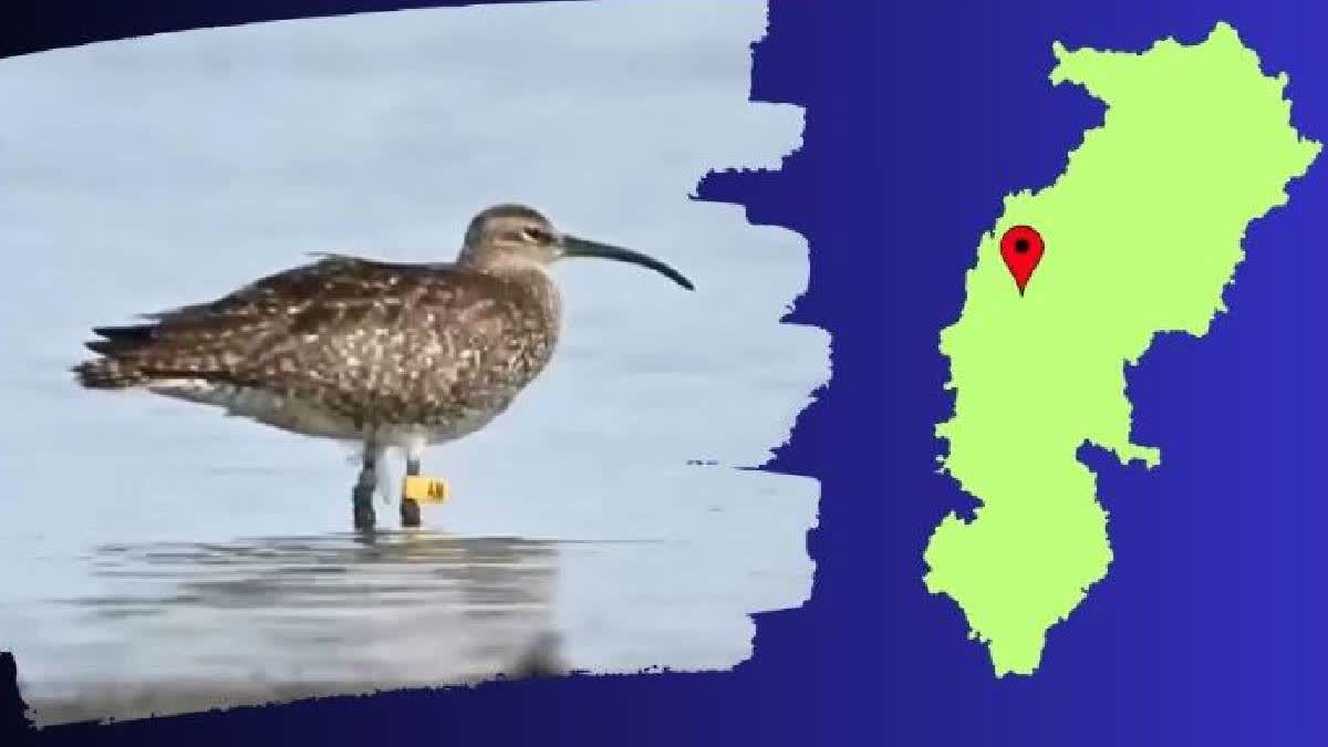 Geo-Tagged Migratory Bird Whimbrel Spotted in Chhattisgarh For First Time