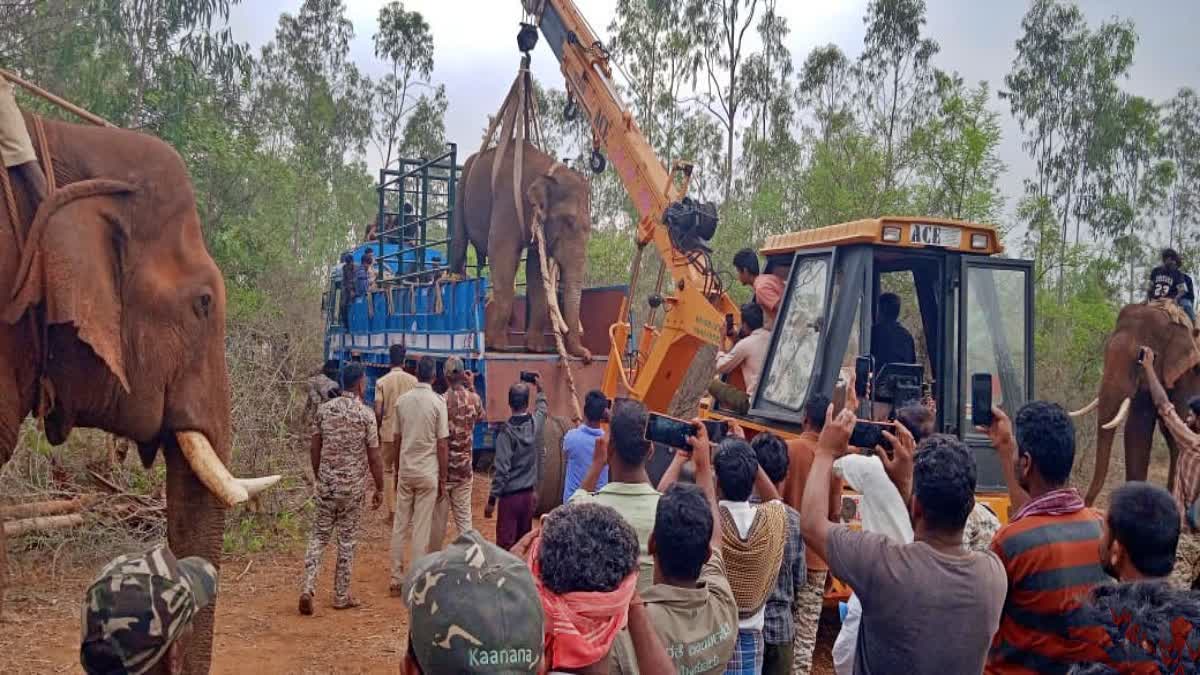 Karnataka Forest Dept officials shifting an elephant to the Bandipur Tiger Reserve after cutting its haphazardly grown tusks in Chamarajanagar, Karnataka