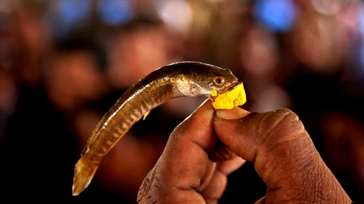 Fish Prasadam Distribution Dates 2024