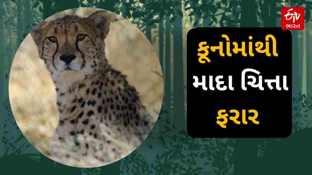 કુનો નેશનલ પાર્કમાંથી માદા ચિતા વીરા ભાગી ગ્વાલિયર પહોંચી