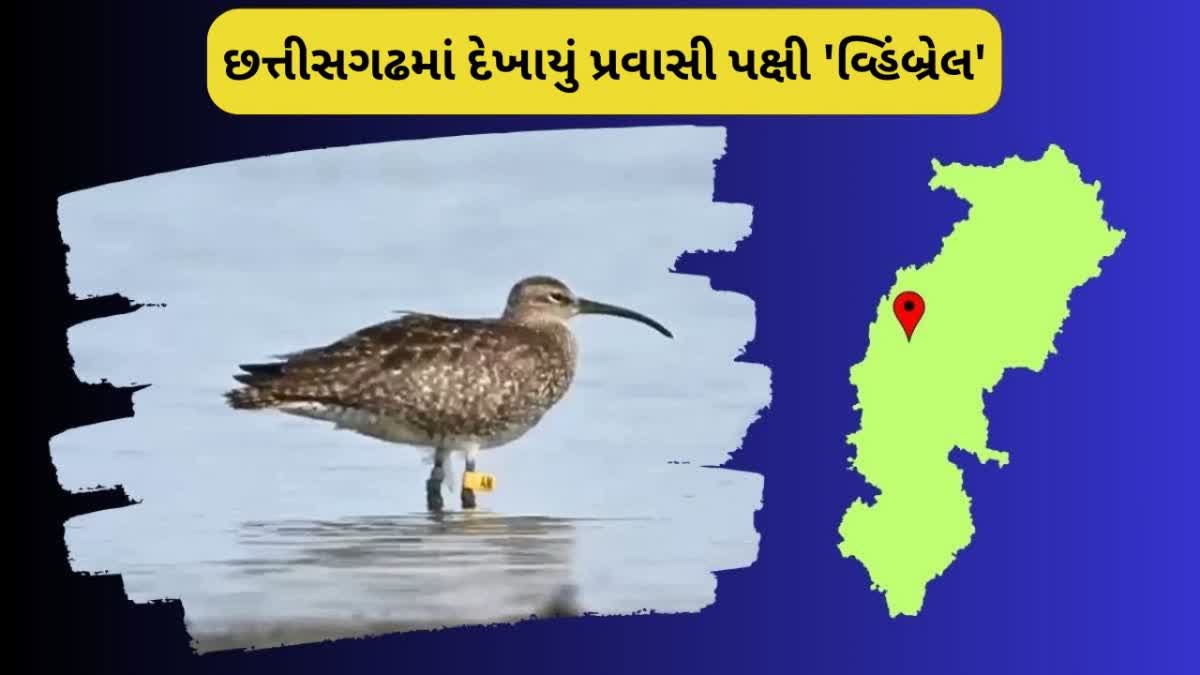 છત્તીસગઢમાં પ્રથમવાર દેખાયું પ્રવાસી પક્ષી 'વ્હિંબ્રેલ',