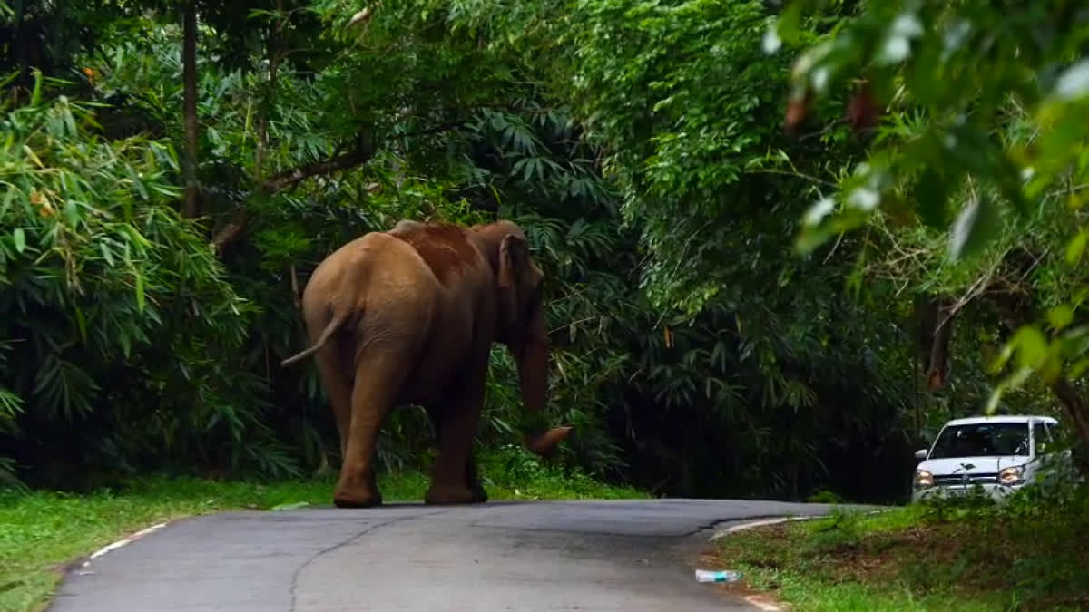 WILD ELEPHANT ATTACK  ELEPHANT TOWARDS CAR  ELEPHANT ATTACK AGAINST TOURISTS  കാറിനുനേരെ പാഞ്ഞടുത്ത്‌ കാട്ടാന