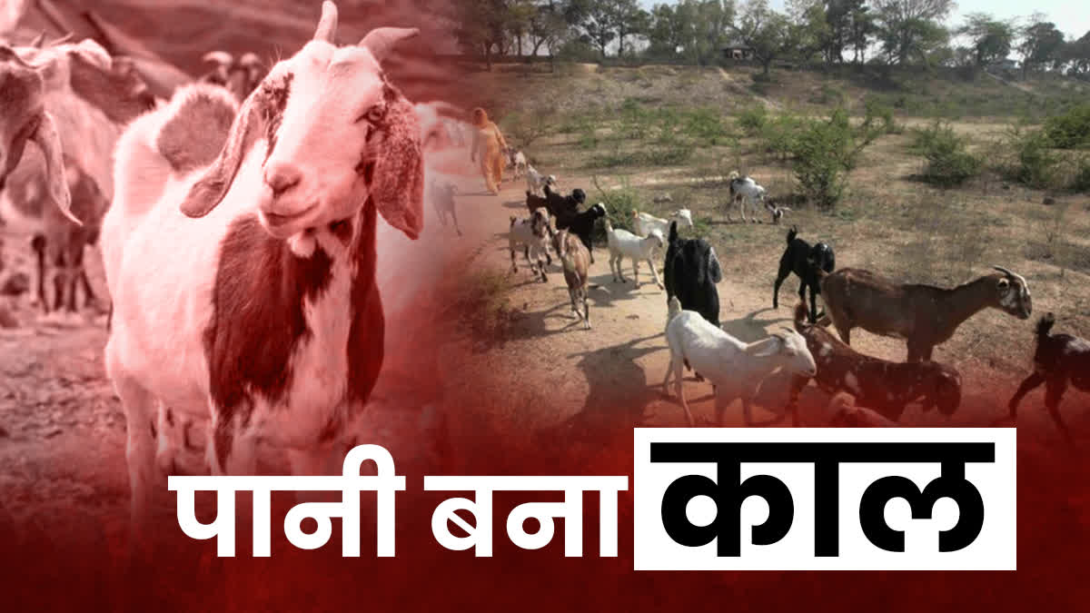 SHIVPURI MANY GOATS DIED