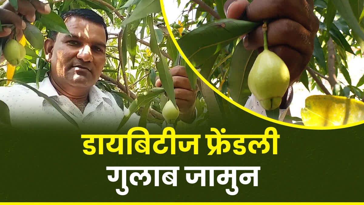 SHAHDOL GULAB JAMUN FARMING