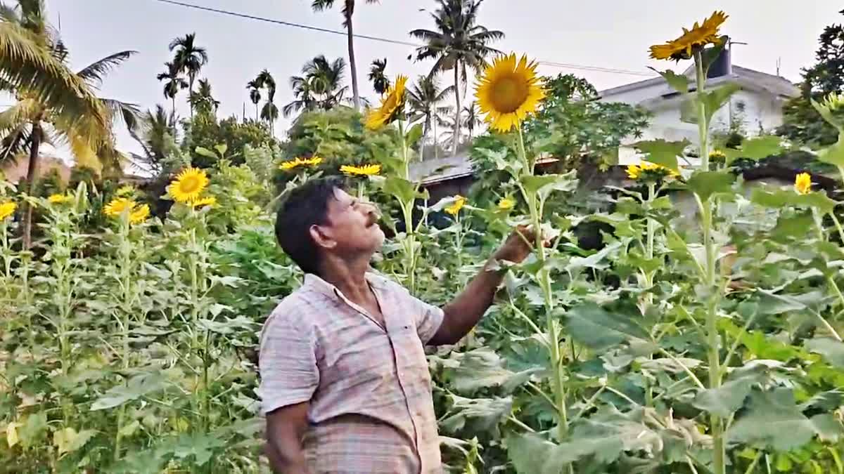 സൂര്യകാന്തി  സൂര്യകാന്തി തോട്ടം  SUNFLOWER PLANTS BLOOMED  SUNFLOWER PLANTS IN THRISSUR