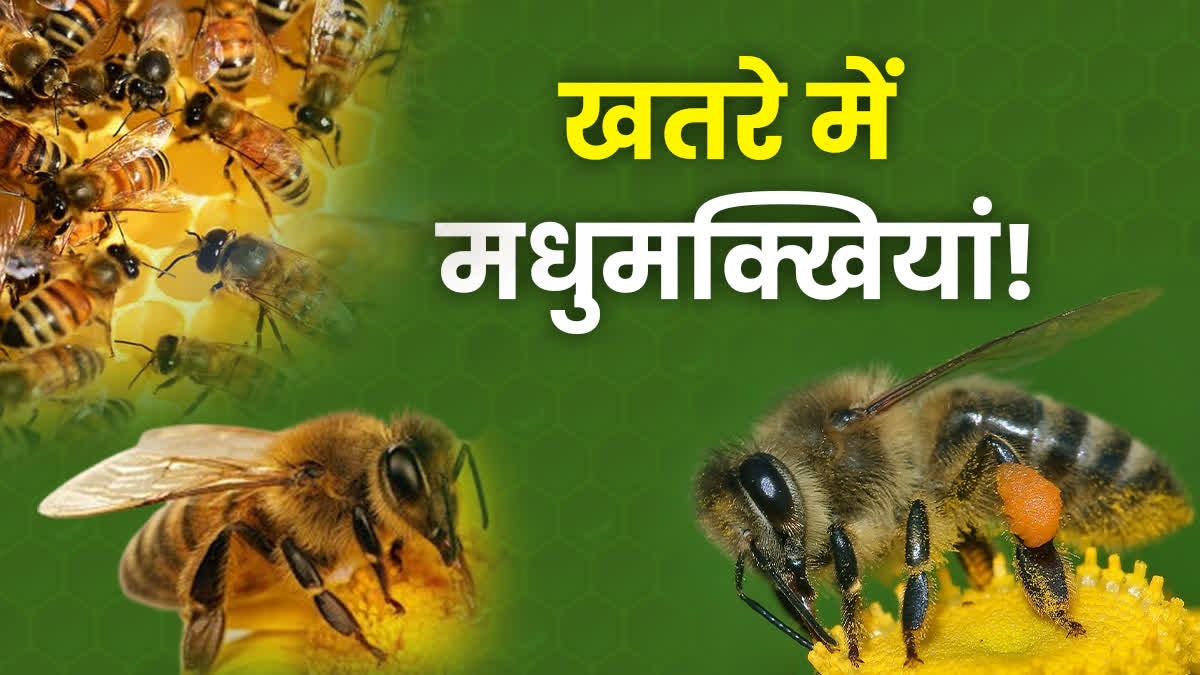 WORLD BEE DAY 2024