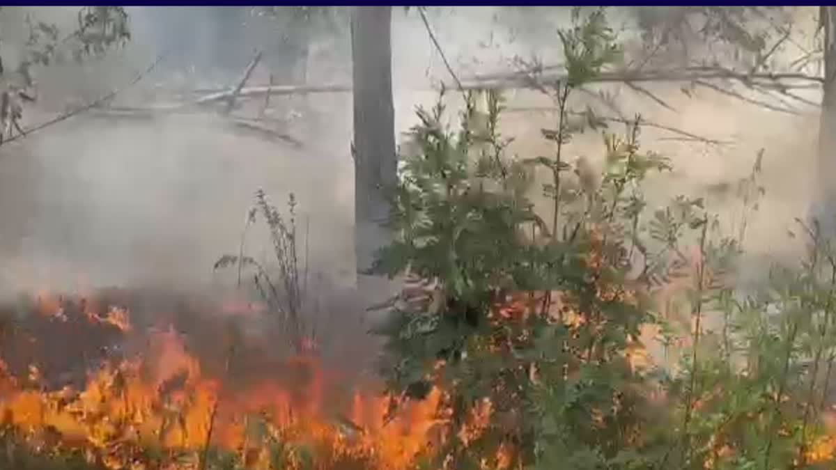 Fire In Forest Jainpur Village