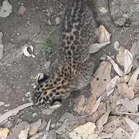 Leopard Cubs in Fatehpur Area of Haldwani