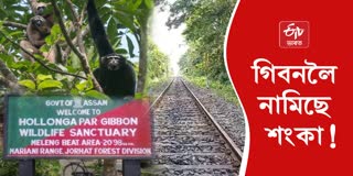 Gibbon in Assam