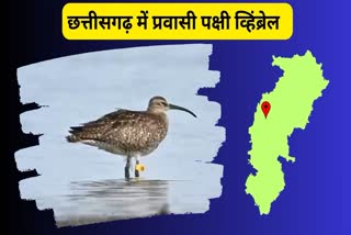 MIGRATORY BIRD WHIMBREL IN CHHATTISGARH