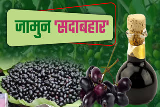 chhindwara Blackberry Farming