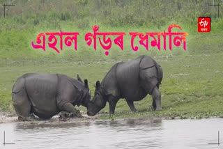 A video of a pair of rhino having fun in Kaziranga National Park has become viral