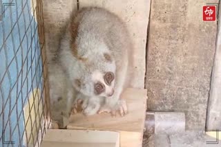 SLOW LORIS RESCUED