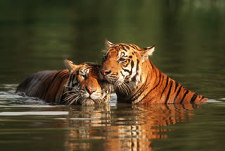 TIGERFISH SWIMMING IN THE POND