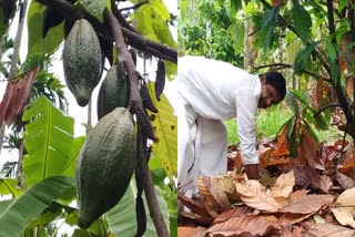 Cocoa crop grown in farmer Rudresha's nut plantation