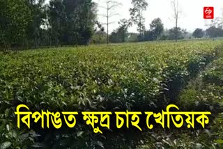Assam Small tea growers