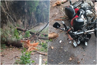 PINE TREE FALL ON BIKE IN GAIRSAIN