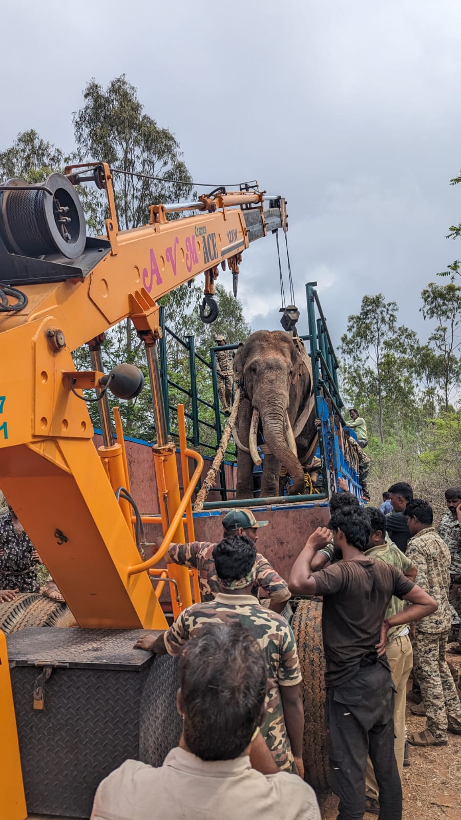 Karnataka Forest Dept officials shifting an elephant to the Bandipur Tiger Reserve after cutting its haphazardly grown tusks in Chamarajanagar, Karnataka