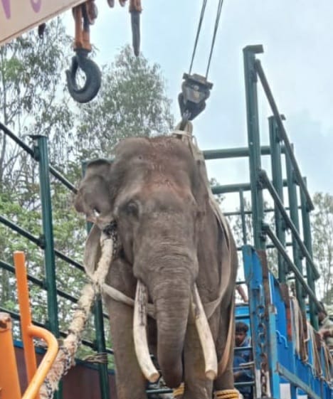 Karnataka Forest Dept officials shifting an elephant to the Bandipur Tiger Reserve after cutting its haphazardly grown tusks in Chamarajanagar, Karnataka