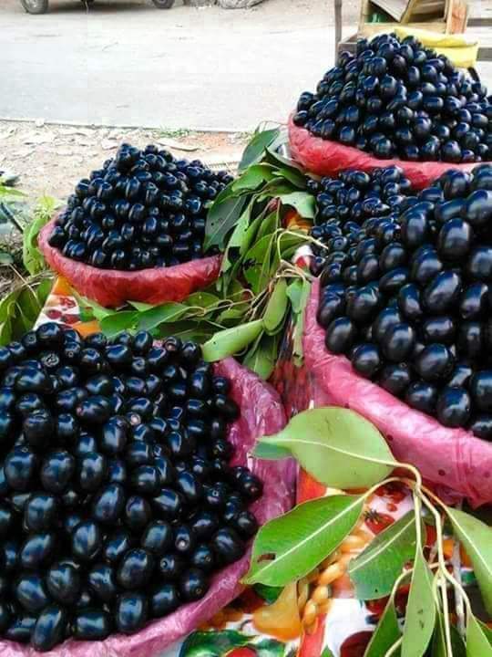 chhindwara Blackberry Farming