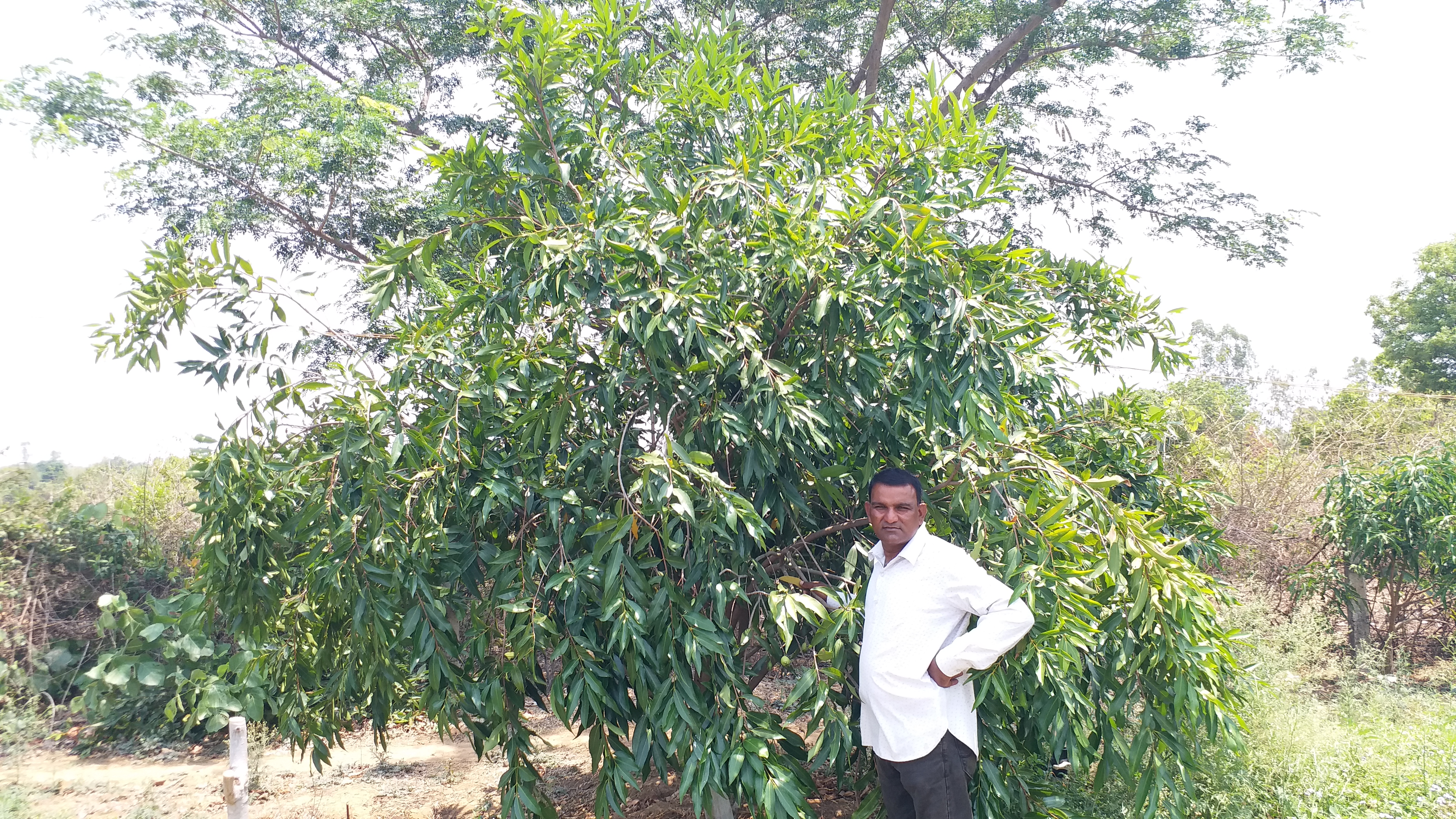 SHAHDOL GULAB JAMUN FARMING