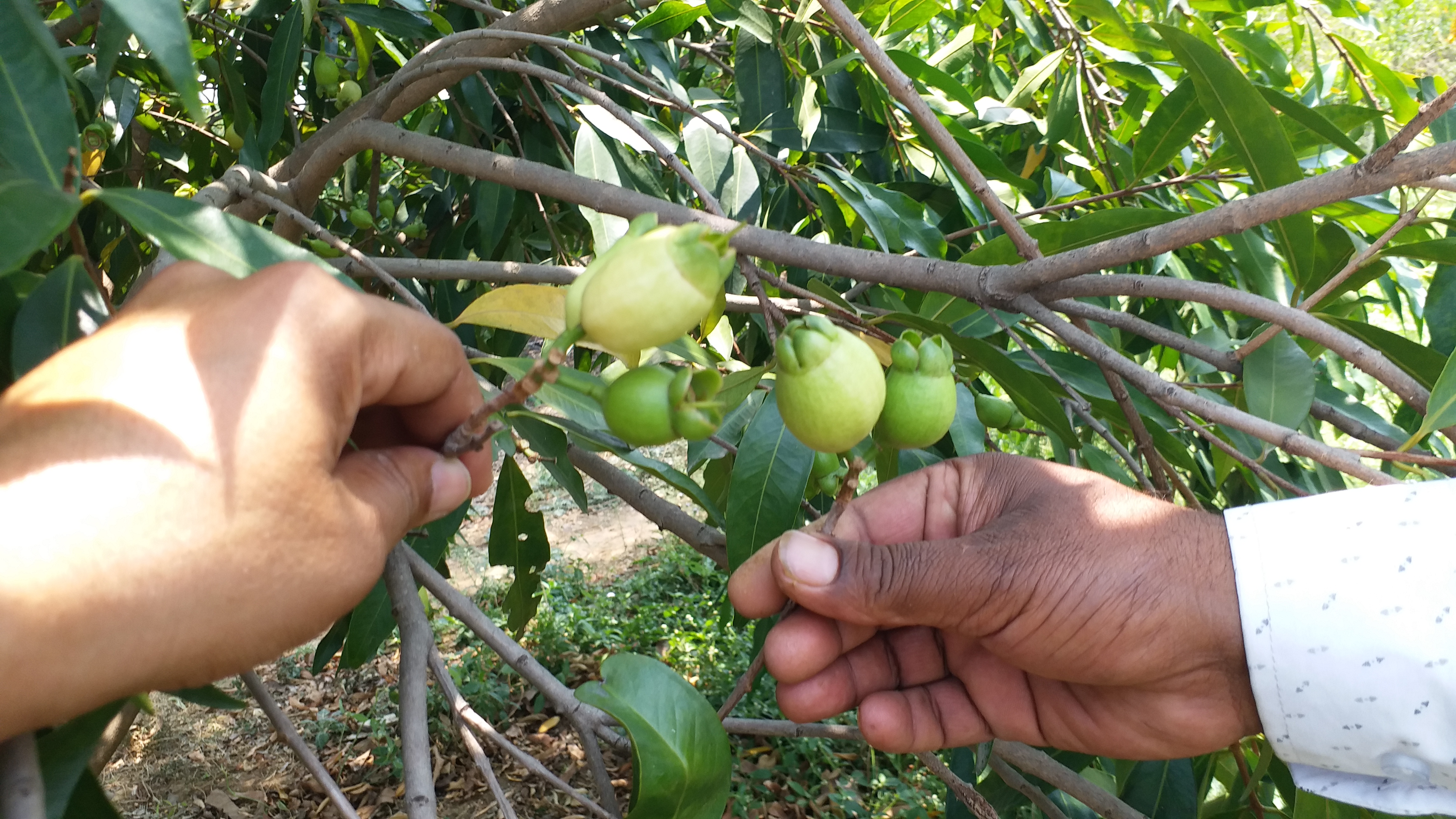 SHAHDOL GULAB JAMUN FARMING