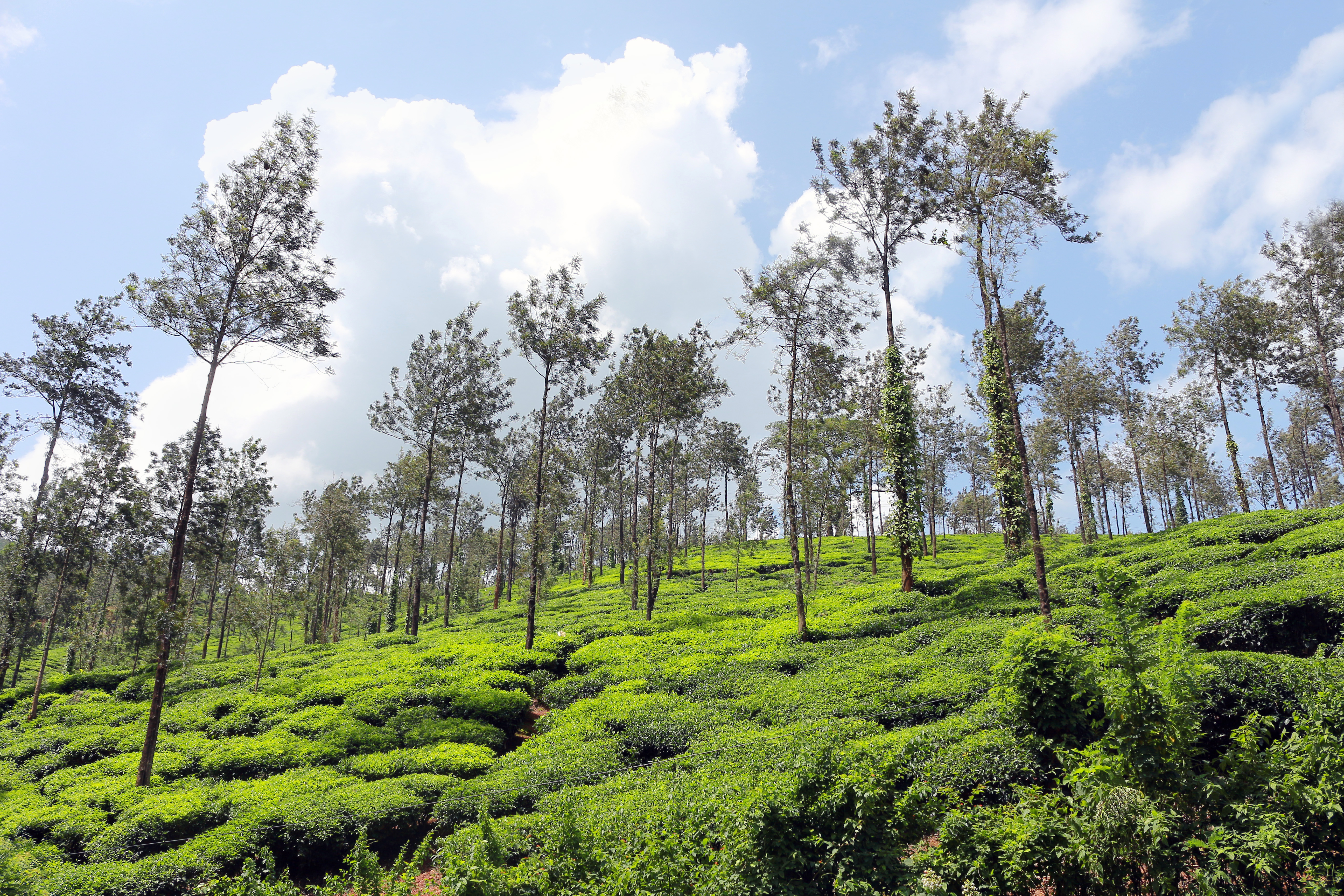 BEST PLACES TO VISIT IN JUNE PLACE BEST PLACE FOR TOUR IN JUNE UTTARAKHAND TOURISM KARNATAKA TOURISM