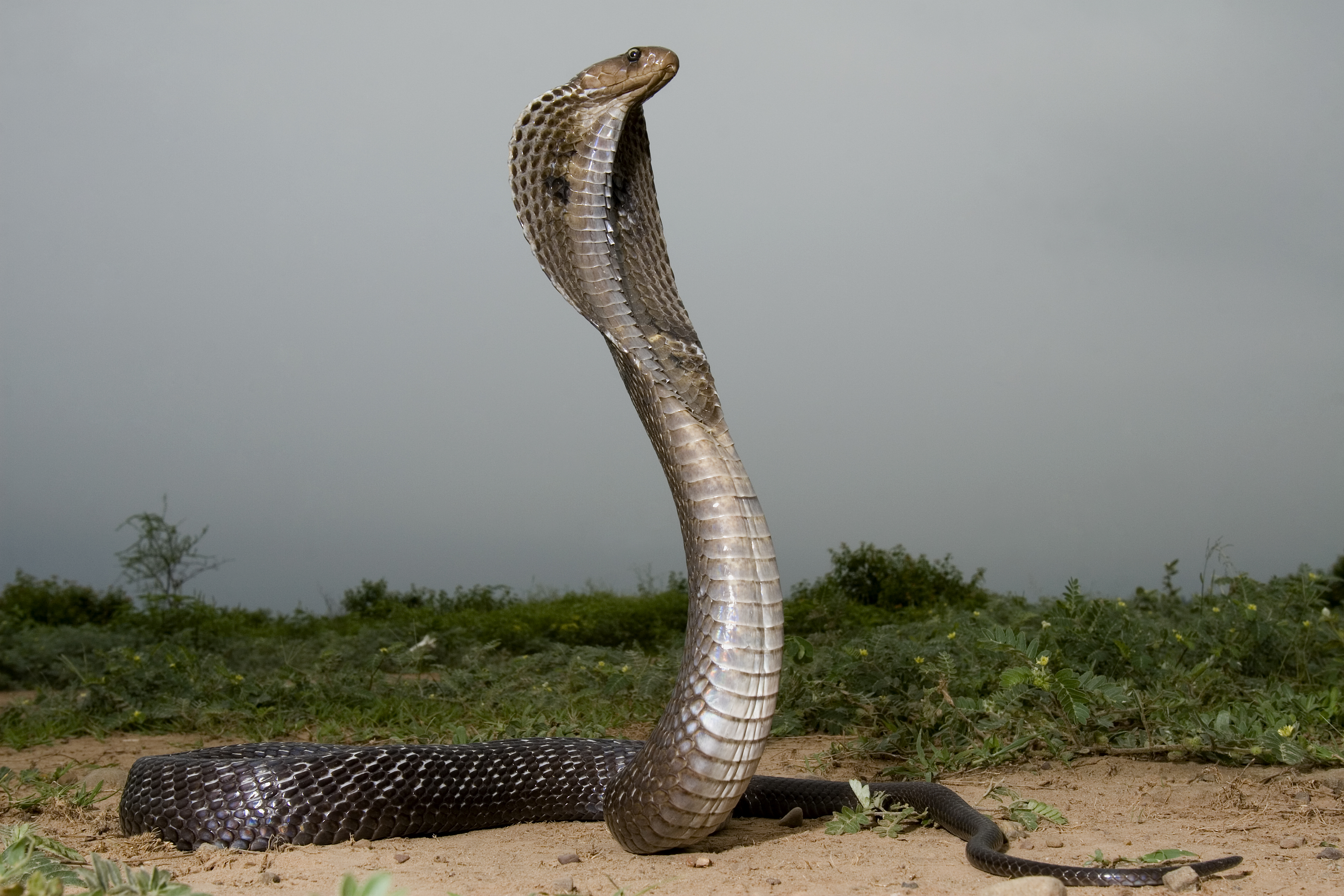 பாம்பு (கோப்புப்படம்)