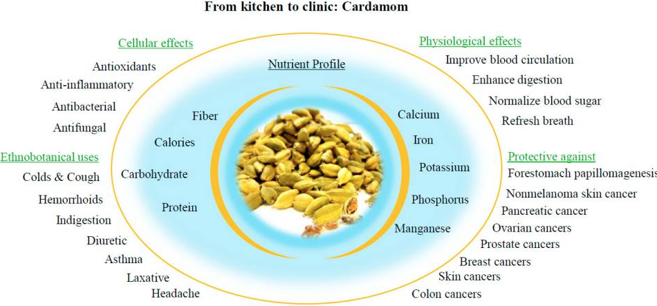 CARDAMOM FOR WEIGHT LOSS HEALTH BENEFITS CARDAMOM CAN I EAT 2 CARDAMOM DAILY BENEFITS OF CARDAMOM