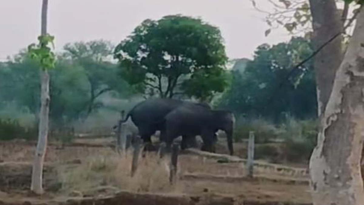 SHAHDOL FOREST PATROLLING INCREASED
