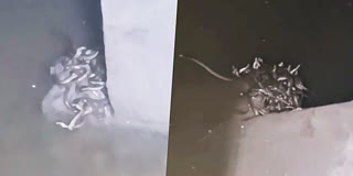 Snakes found in a toilet tank.
