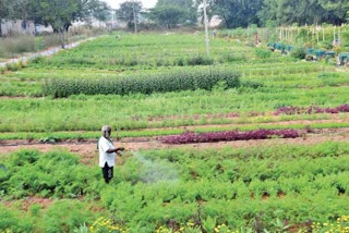 All India Coordinated Research on Tuber Vegetables