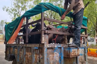 RAISEN COLLECTOR JANSUNWAI