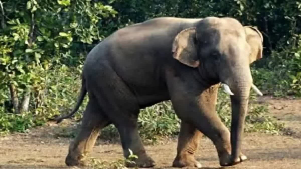 elephant terror