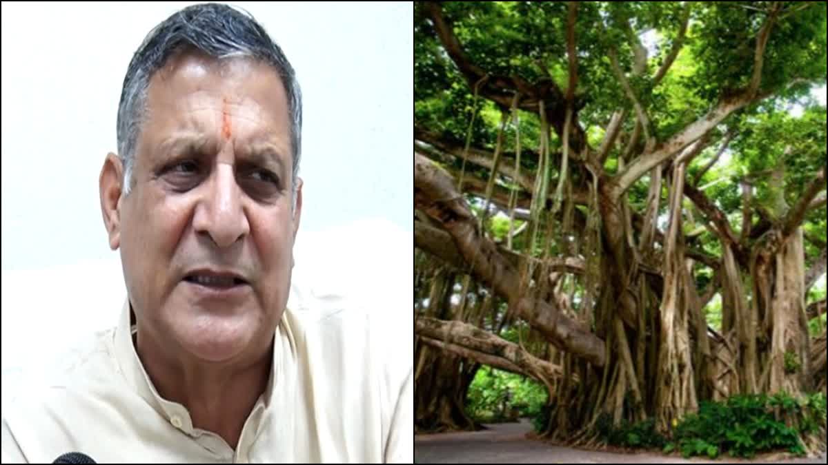 tree pension in haryana