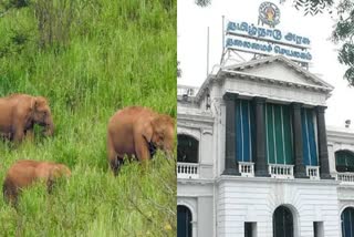 கோவை சாடிவயலில் புதிய யானைகள் முகாம் - அரசாணை வெளியீடு