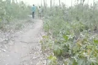 Forest smugglers attack in Ramnagar