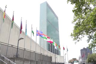 UN dedicates solidarity tree