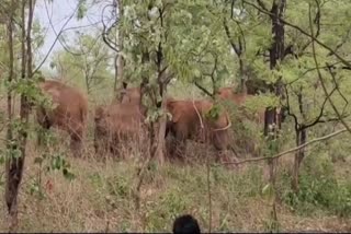 Herd of elephants reached village of priests