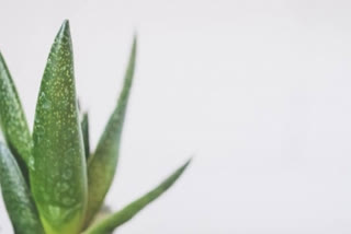 This is the benefit of aloe vera for your skin