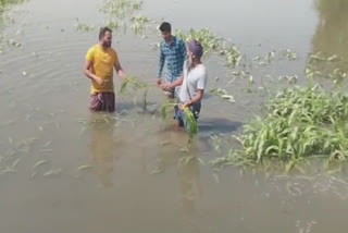 Crops were destroyed due to flood in the villages of Tarn Taran