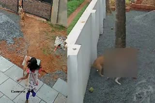 Kerala Stray Dog